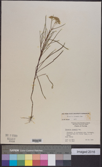 Flaveria linearis image