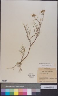 Flaveria linearis image