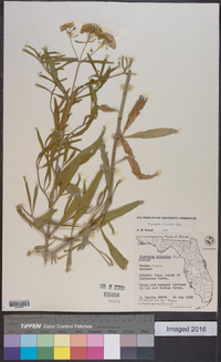 Flaveria linearis image