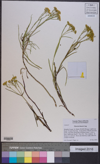 Flaveria linearis image