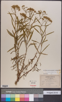 Flaveria linearis image