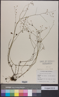 Fleischmannia sinclairii image