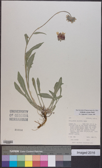 Gaillardia aristata image