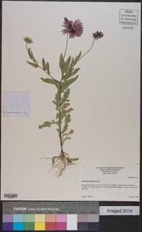 Gaillardia pulchella image