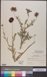 Gaillardia pulchella var. australis image
