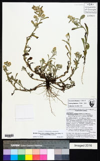 Gamochaeta antillana image