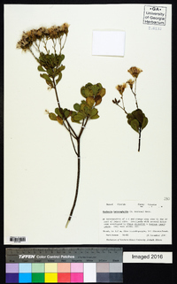 Garberia heterophylla image