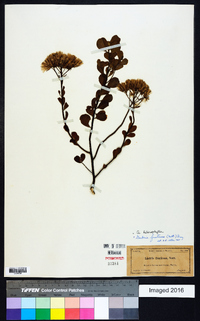 Garberia heterophylla image