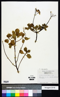 Garberia heterophylla image