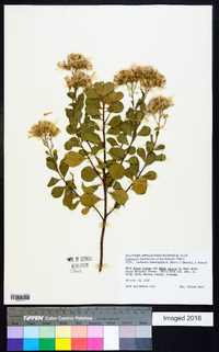 Garberia heterophylla image