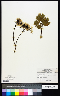 Garberia heterophylla image