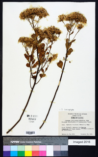 Garberia heterophylla image