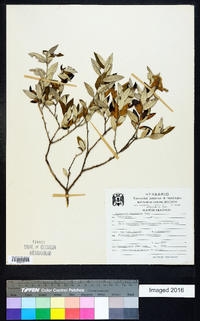 Nahuatlea hypoleuca image