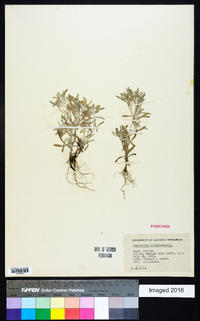 Gnaphalium uliginosum image