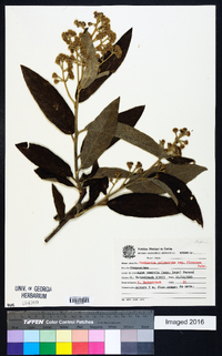 Gochnatia polymorpha image