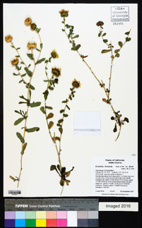 Grindelia hirsutula image