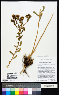 Grindelia hirsutula image