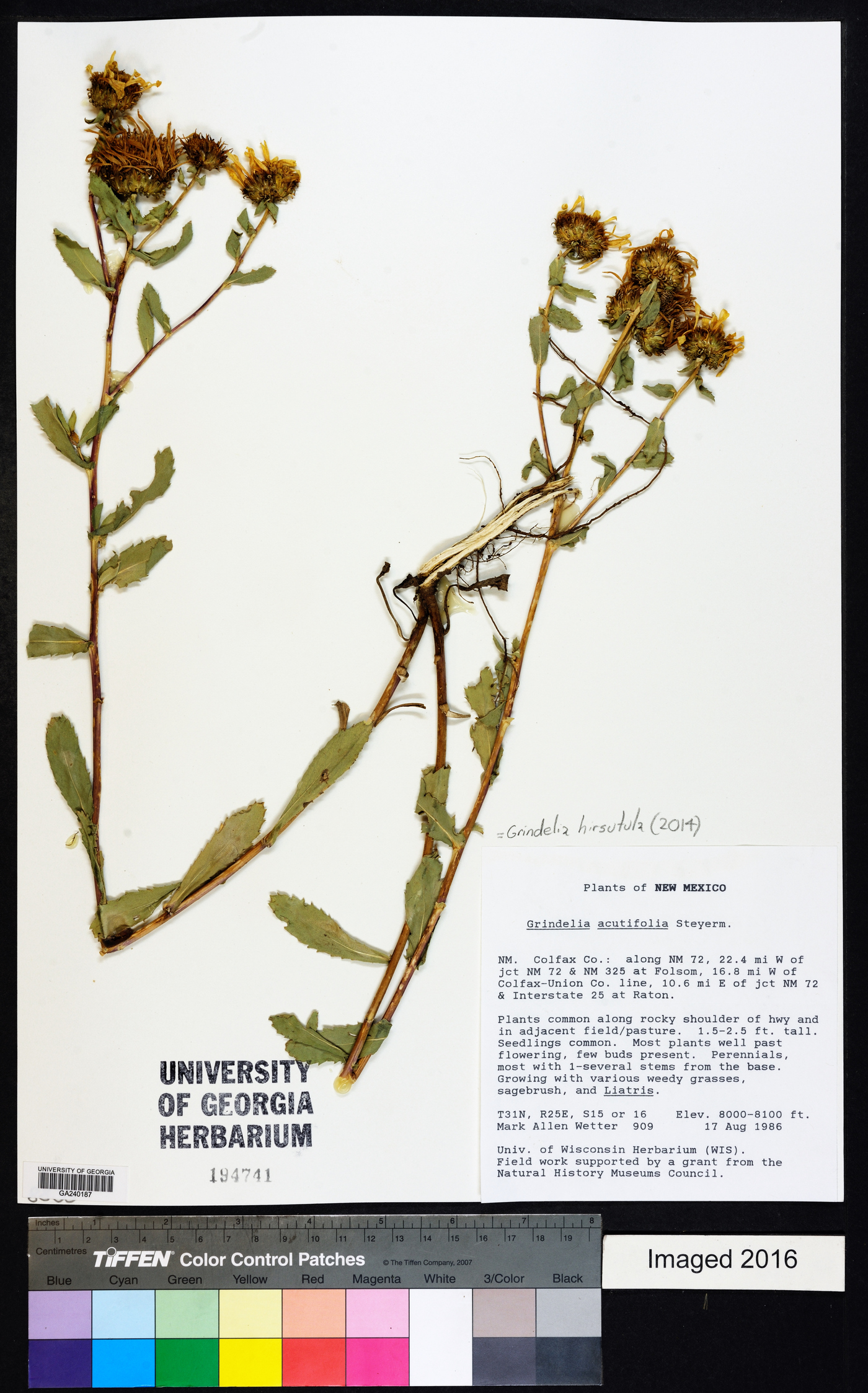 Grindelia acutifolia image