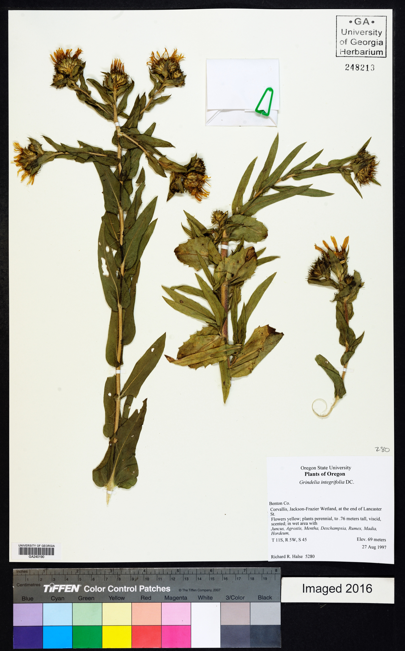 Grindelia integrifolia image