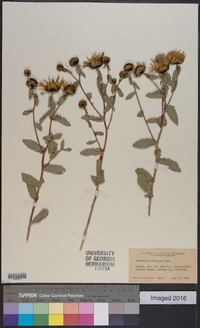 Grindelia subalpina image