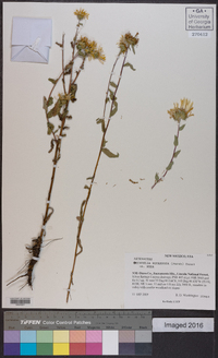 Grindelia squarrosa image