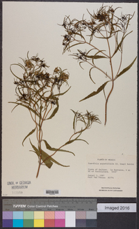 Guardiola angustifolia image