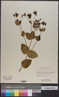 Guardiola platyphylla image
