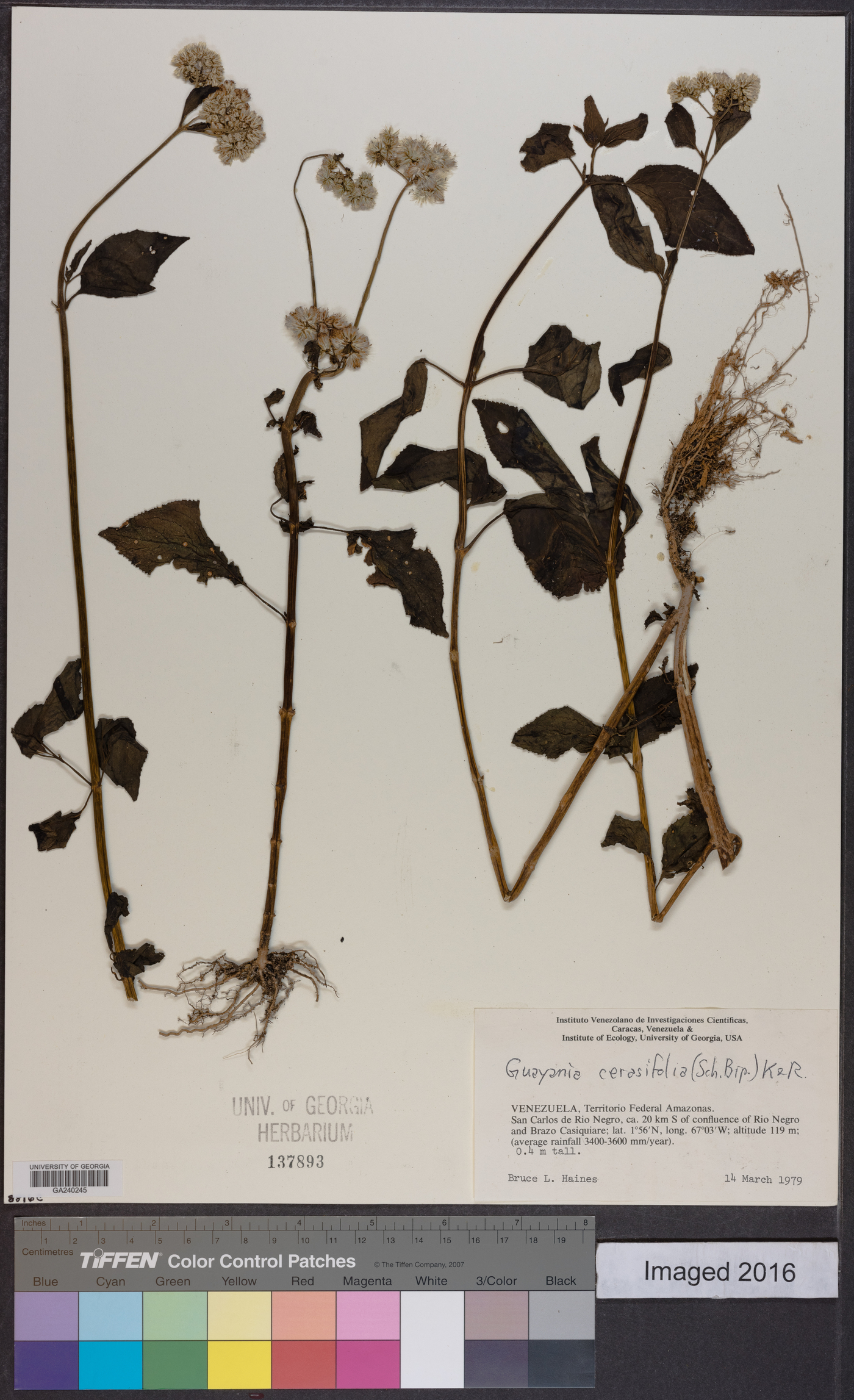 Guayania cerasifolia image