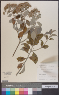 Eremanthus arboreus image