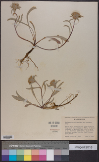 Pyrrocoma carthamoides var. cusickii image