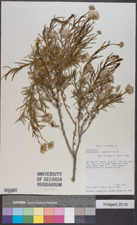 Ericameria linearifolia image