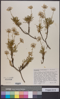 Ericameria linearifolia image