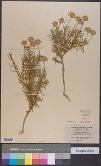 Ericameria linearifolia image