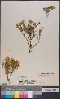 Ericameria discoidea image