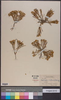 Oonopsis multicaulis image