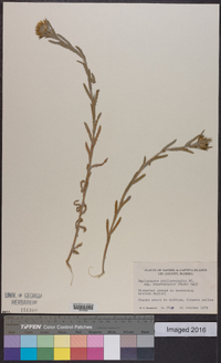 Haplopappus phyllocephalus image