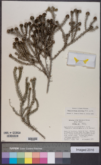 Lychnophora passerina image
