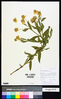 Helenium autumnale var. montanum image