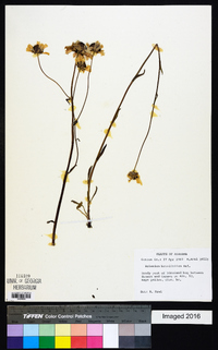 Helenium brevifolium image