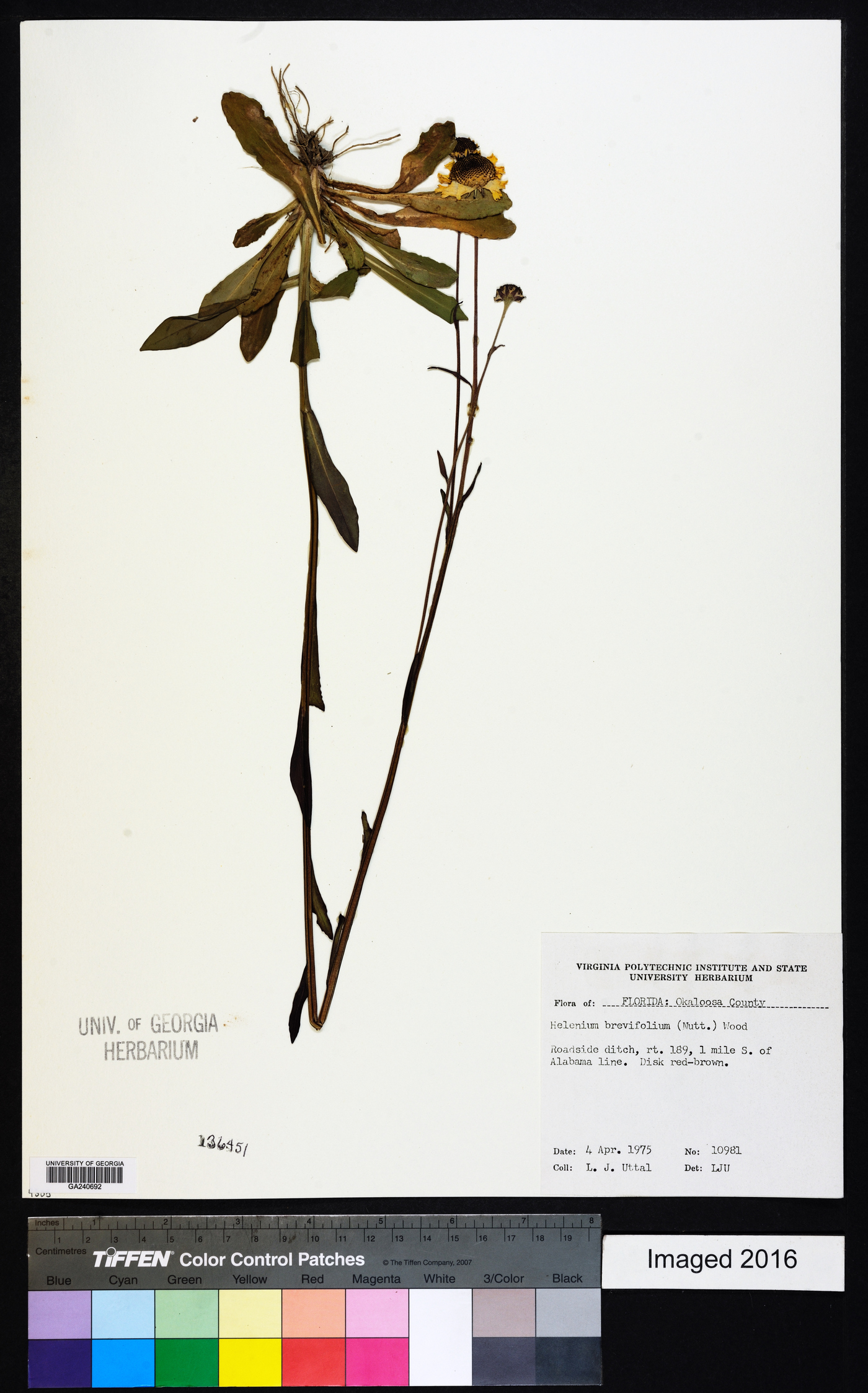 Helenium brevifolium image