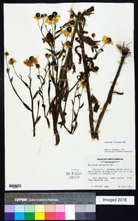 Helenium flexuosum image