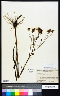 Helenium flexuosum image