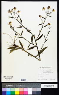 Helenium flexuosum image