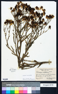 Helenium flexuosum image