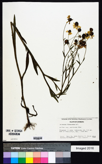 Helenium flexuosum image