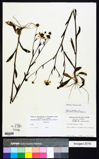 Helenium flexuosum image