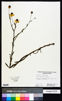 Helenium flexuosum image