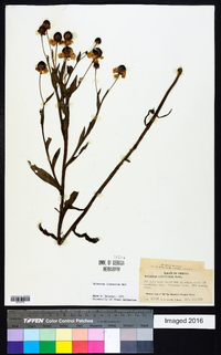 Helenium flexuosum image