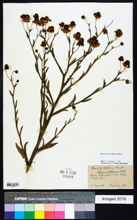 Helenium flexuosum image