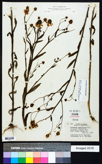 Helenium flexuosum image